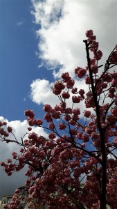 rosa blühender Baum vor blauem Himmel