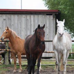 drei Pferde vor Holzunterstand, foto Claudia Jung
